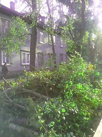 Центр Архангельска освобождают от аварийных деревьев